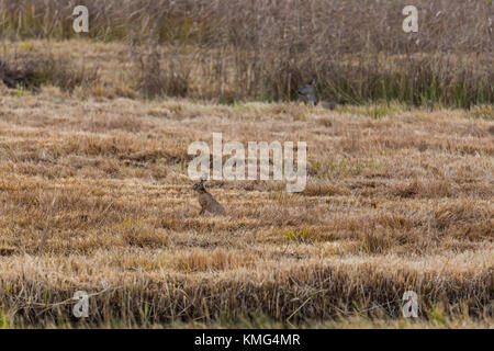 Naturel européen brown hare lièvre (Lepus europaeus) et le cerf à reed Banque D'Images