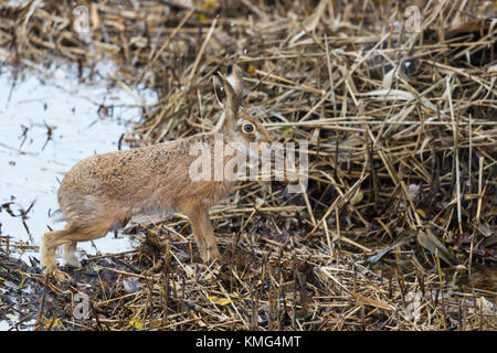 Naturel européen brown hare lièvre (Lepus europaeus) Reed, la neige en hiver Banque D'Images