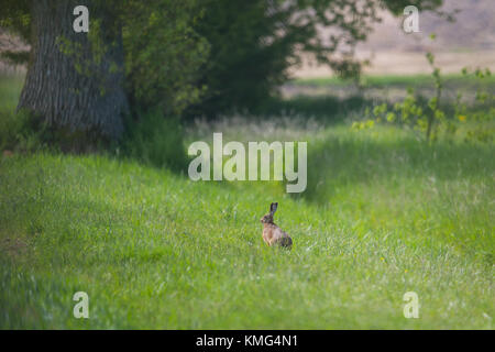 Naturel européen brown hare lièvre (Lepus europaeus) assis dans pré vert Banque D'Images