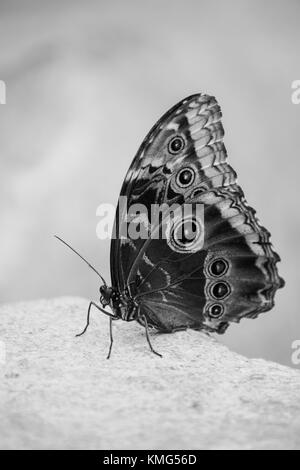 Un papillon perché sur une pierre en noir et blanc Banque D'Images