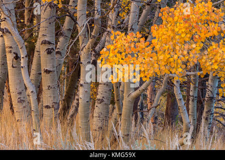 Quaking trembles (Populus tremuloides) à l'automne feuillage, boucle du lac juin juin, lake, en Californie. Banque D'Images