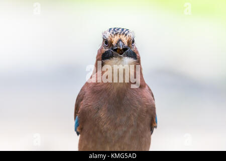 Vue avant naturel portrait jeune oiseau geai eurasien (Garrulus glandarius) bec ouvert Banque D'Images