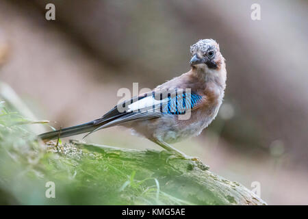 Les jeunes oiseaux jay eurasien naturelles (Garrulus glandarius) Comité permanent sur branch Banque D'Images