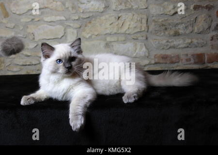 Les chats, chatons Ragdoll Banque D'Images