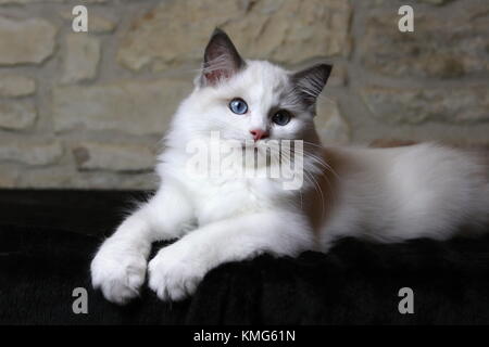 Les chats, chatons Ragdoll Banque D'Images