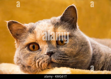 Photo en gros plan d'un British Shorthair cat allongé sur un canapé orange Banque D'Images