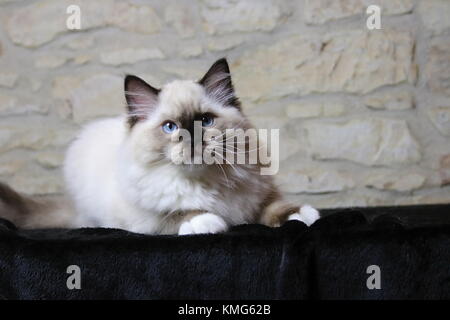 Les chats, chatons Ragdoll Banque D'Images