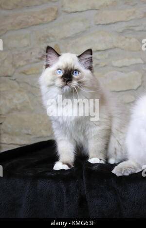 Les chats, chatons Ragdoll Banque D'Images