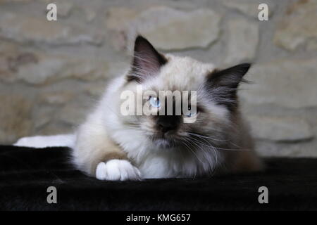 Les chats, chatons Ragdoll Banque D'Images