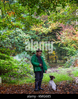 English Springer spaniel Banque D'Images