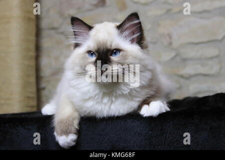 Les chats, chatons Ragdoll Banque D'Images