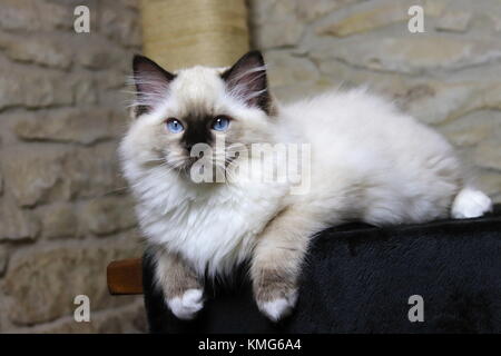 Les chats, chatons Ragdoll Banque D'Images