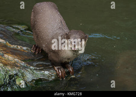 Photo d'un enduit lisse adultes otter Banque D'Images