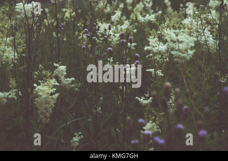 Meadow fleurs.plantes colorées. Banque D'Images