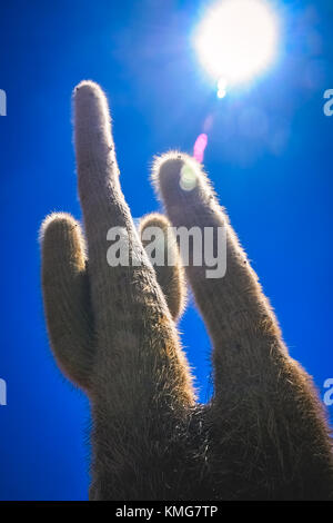 Seul cactus poussant sur un pampa près de Salar de Uyuni, Bolivie Banque D'Images