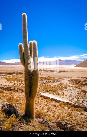 Seul cactus poussant sur un pampa près de Salar de Uyuni, Bolivie Banque D'Images