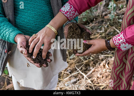 Un homme et une femme montrant la formation de compost de bouse de vache qui est utilisé dans l'agriculture biologique. Elle contribue au développement durable. Banque D'Images