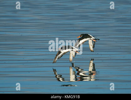 L'huîtrier Haematopus ostralegus, eurasien, en vol au dessus de l'estuaire de Wyre sur la baie de Morecambe, Lancashire, UK Banque D'Images