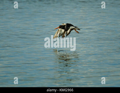 Eurasian Oystercatcher, Haematopus ostralegus, en vol au dessus de l'estuaire de Wyre sur la baie de Morecambe, Lancashire, UK Banque D'Images