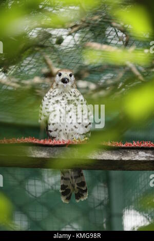 Gerald Durrell Wildlife Sanctuary endémique,est un refuge pour animaux fondée en 1984, dans l'ouest de l'Ile Maurice Banque D'Images