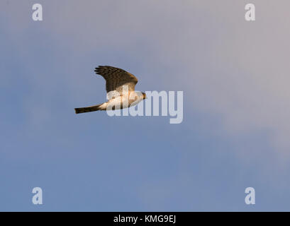 Blanche eurasienne, Accipiter nisus, mâle adulte, en vol, Lancashire, England, UK Banque D'Images