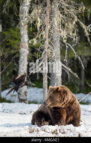 Portrait de l'ours brun mâle adulte sur un marécage couvert de neige au printemps. forêt eurasian ours brun (ursus arctos arctos) Banque D'Images