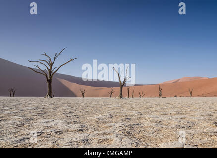 Deadvlei en Namibie est un pan de l'argile sèche caractérisée par dark, dead camel thorn arbres couleur contrastante par rapport à l'étage pan blanc Banque D'Images