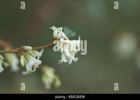 Osmanthus x burkwoodii Banque D'Images