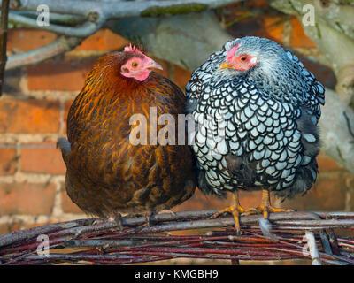 Silver-lacé Wyandotte free range dans jardin avec poules marron hybride Banque D'Images