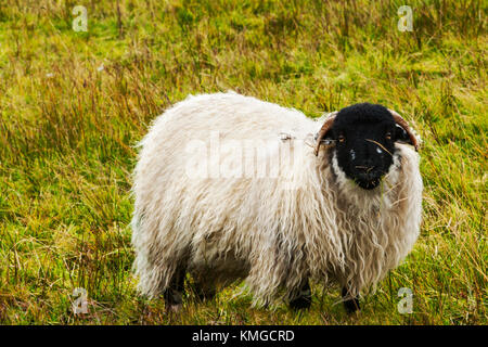 Mouflon à face noire paissant sur l'herbe des moorland Nidderdale North Yorkshire. Banque D'Images