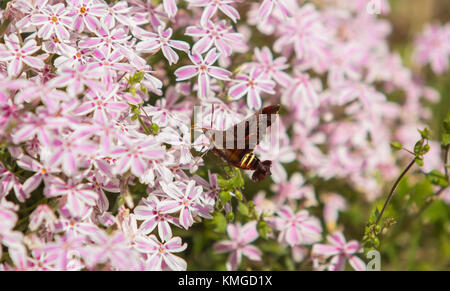 Sésie du colibri et de fleurs Banque D'Images