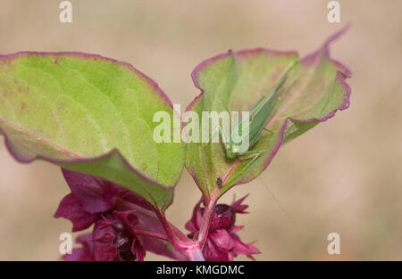 Tettigonia viridissima sur leycesteria plante. grand green bush cricket. Banque D'Images