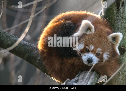 Berlin, Allemagne. 7 décembre 2017. Un panda roux s'incline sur une branche d'arbre dans sa cage au zoo de Berlin, en Allemagne, le 7 décembre 2017. Crédit : Paul Zinken/dpa/Alamy Live News Banque D'Images