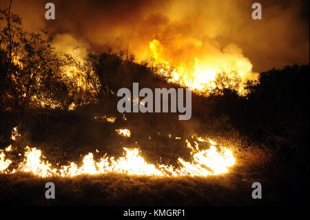 Ojai, Californie, États-Unis. 7 décembre 2017. Les pompiers détenus par CAL Fire allument un feu contrôlé pour voler le feu Thomas de carburant menant à l'extrémité nord du camp Ramah dans l'ouest d'Ojai. Crédit : Neal Waters/ZUMA Wire/Alamy Live News Banque D'Images