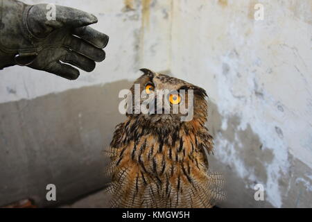 Chine. 8 décembre 2017. CHINE-2017:(USAGE ÉDITORIAL UNIQUEMENT. CHINA OUT) un aigle hiboux à Zhengzhou, dans la province du Henan, au centre de la Chine. Crédit : Sipa Asia/ZUMA Wire/Alamy Live News Banque D'Images