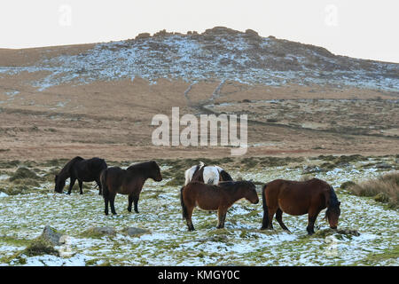 Princetown, Dartmoor, UK. 8 décembre 2017. Météo britannique. Poneys Dartmoor pâturage sur les landes couvertes de neige près de Kings Tor neat Princetown dans le Parc National de Dartmoor dans le Devon sur un hiver froid 24. Crédit photo : Graham Hunt/Alamy Live News Banque D'Images