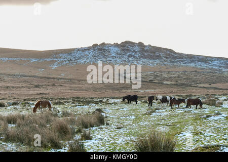 Princetown, Dartmoor, UK. 8 décembre 2017. Météo britannique. Poneys Dartmoor pâturage sur les landes couvertes de neige près de Kings Tor neat Princetown dans le Parc National de Dartmoor dans le Devon sur un hiver froid 24. Crédit photo : Graham Hunt/Alamy Live News Banque D'Images