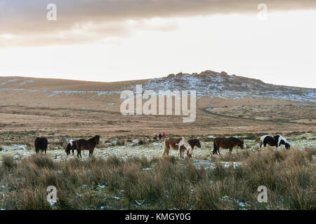 Princetown, Dartmoor, UK. 8 décembre 2017. Météo britannique. Poneys Dartmoor pâturage sur les landes couvertes de neige près de Kings Tor neat Princetown dans le Parc National de Dartmoor dans le Devon sur un hiver froid 24. Crédit photo : Graham Hunt/Alamy Live News Banque D'Images