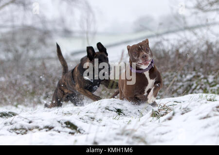 Les nouvelles usines, au Royaume-Uni. 9Th Mar, 2017. Logan et Zébédée aime jouer dans la neige près de New Mills, High Peak, au Royaume-Uni. Crédit : Philip Oldham/Alamy Live News. Banque D'Images