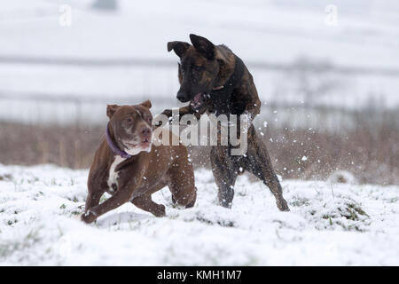 Les nouvelles usines, au Royaume-Uni. 9Th Mar, 2017. Logan et Zébédée aime jouer dans la neige près de New Mills, High Peak, au Royaume-Uni. Crédit : Philip Oldham/Alamy Live News. Banque D'Images