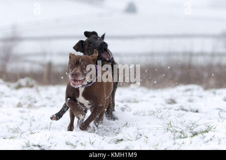 Les nouvelles usines, au Royaume-Uni. 9Th Mar, 2017. Logan et Zébédée aime jouer dans la neige près de New Mills, High Peak, au Royaume-Uni. Crédit : Philip Oldham/Alamy Live News. Banque D'Images