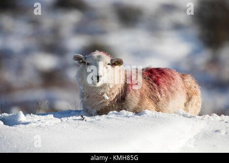 Flintshire, au nord du Pays de Galles, Royaume-Uni Météo. Ciel bleu clair revient après une journée de neige pour de nombreuses régions au pays de Galles. Un mouton prend la chaleur du soleil car il s'appuie sur la montagne Halkyn, Flintshire Banque D'Images