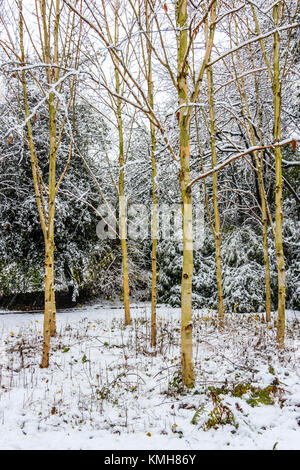 Highgate, Londres, Royaume-Uni. 10 décembre 2017. La neige provoque une perturbation de voyage mais apporte une atmosphère de fête à Highgate dans le nord de Londres, UK Banque D'Images