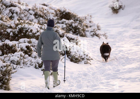 Seule femme dog walker marcher avec un chien dans la neige épaisse dans les contreforts du Pays de Galles au cours de Caroline tempête qui a laissé plusieurs pouces de neige dans la région, Halkyn, Flintshire, Pays de Galles, Royaume-Uni Banque D'Images