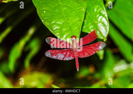 Libellule rouge sur la feuille verte. Banque D'Images