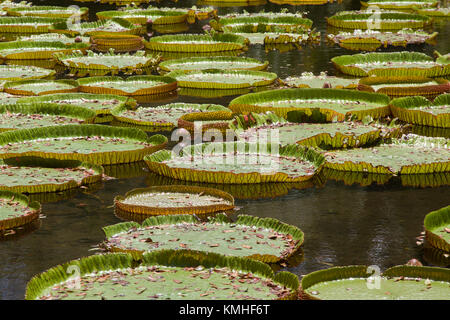 Nénuphars géants dans le jardin botanique de Pamplemousses à l'Ile Maurice, l'Afrique. Banque D'Images