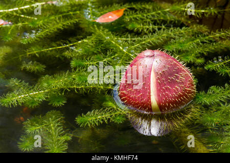 Bouton floral d'un géant dans l'eau lilie jardin botanique de Pamplemousses à l'Ile Maurice, l'Afrique. Banque D'Images