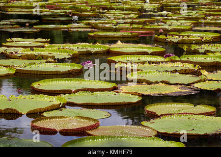 Nénuphars géants dans le jardin botanique de Pamplemousses à l'Ile Maurice, l'Afrique. Banque D'Images