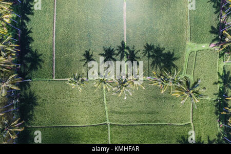 L'ombre de l'arbre de noix de coco se coucher dans un champ de riz Bali Vert - un drone aérien Vue. Banque D'Images