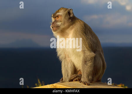 Manger du crabe macaque (Macaca fascicularis) dans le parc national des gorges de la rivière noire à l'Ile Maurice, l'Afrique. Banque D'Images